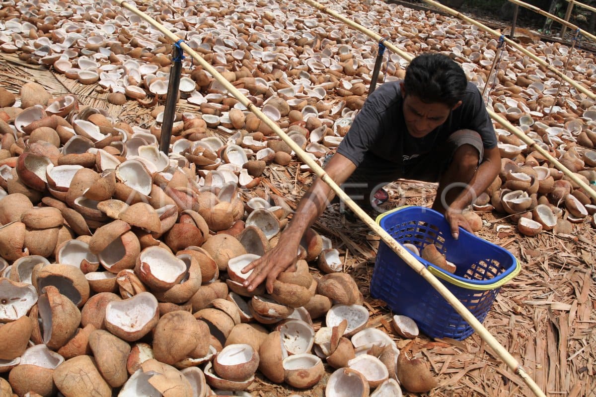 Beli Kopra Palembang