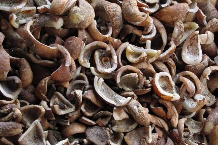 Beli Kopra Harga Bagus